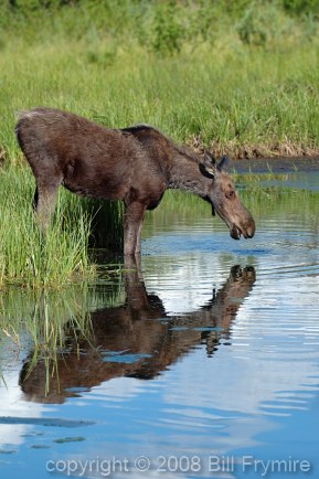 Young female Moose 