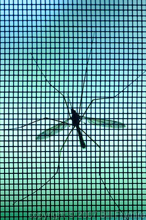 mosquito on a window screen