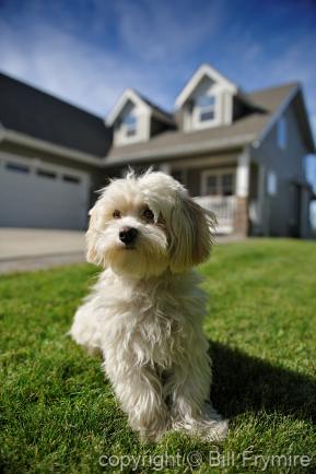 small dog guarding home