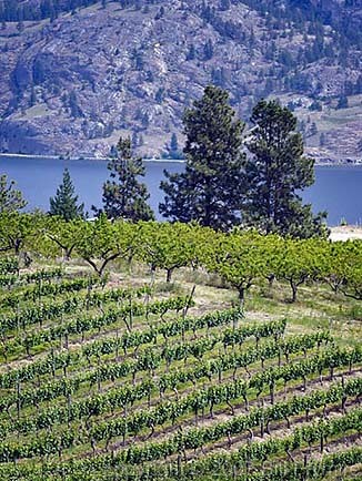 vineyards and orchards Osoyoos Okanagan