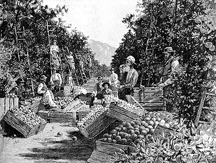 Engraving of Orange Grove