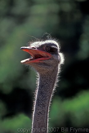 Ostrich head