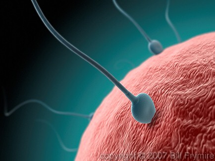 human ovum being fertilized