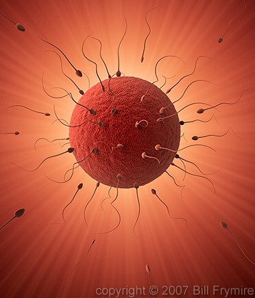 Human ovum being fertilized