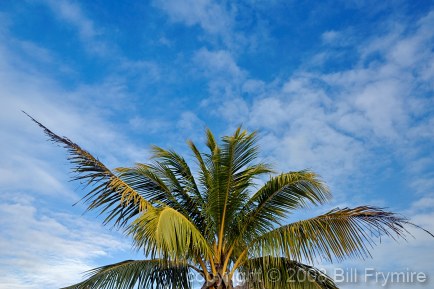 coconut palm tree against blue sky with clouds