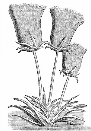 Engraving of Papyrus