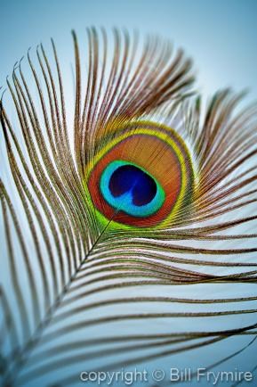close-up of a peacock feather with shallow depth of field 