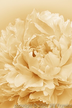 peony flower