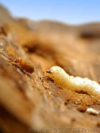 Mountain Pine Beetle and Larvae