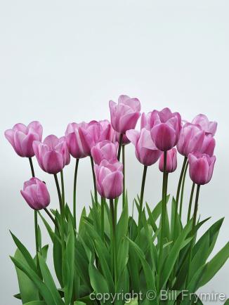 pink tulip flowers on white 