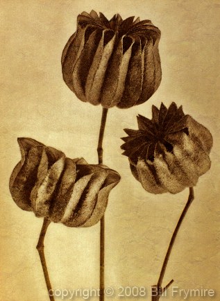 three flowerhead close-ups