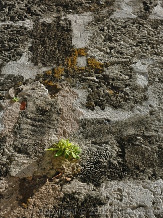 Plant growth on a coral wall