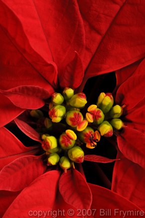 Poinsettia Flower