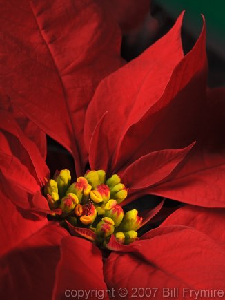 Poinsettia Flower