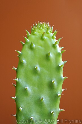 Prickly Pear Cactus