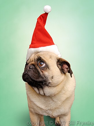 Pug Dog with Santa hat. copyright 2005 Bill Frymire