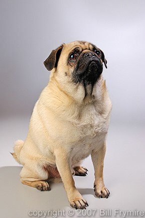 portrait of pug dog