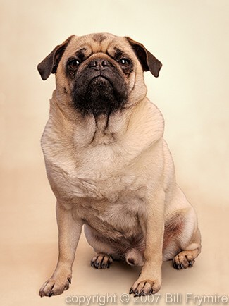 portrait of pug dog