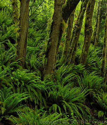 mossy trees in a coastal rain forest