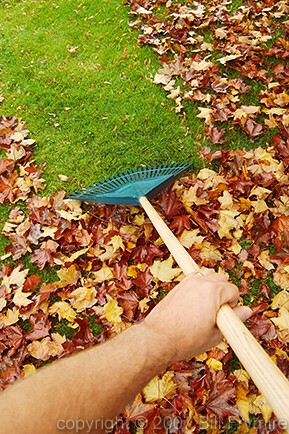 raking leaves