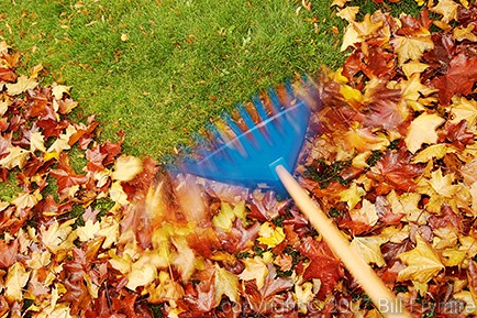 raking leaves