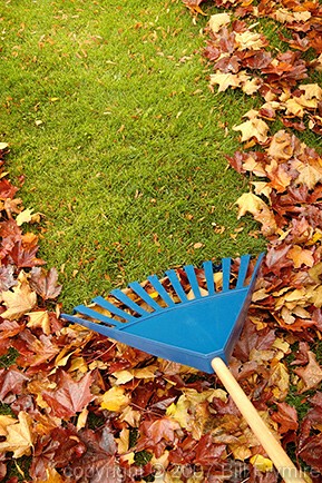 raking leaves