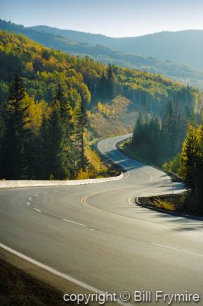 Winding road through forest