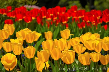 rows of brightly colored tulips