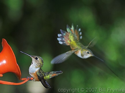 Humming Birds on Rufous Hummingbirds