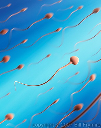 sperm