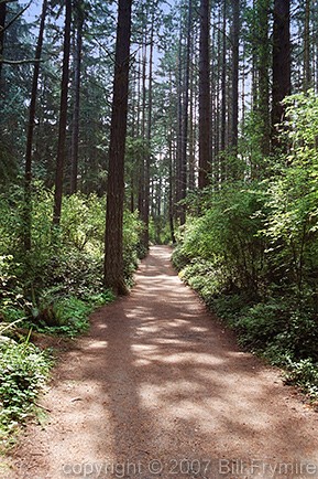 path through woods