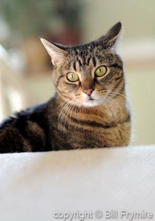 healthy tabby cat looking alert