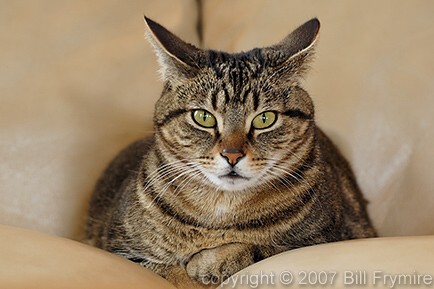 cat sitting on leather couch