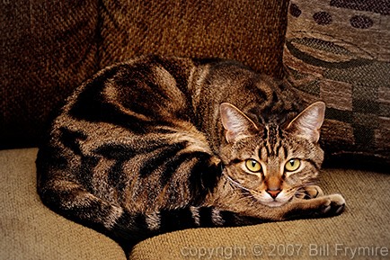 cat lying on the sofa