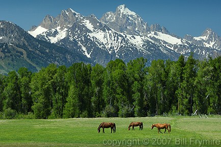 horses grazing in meadow near Jackson Hole