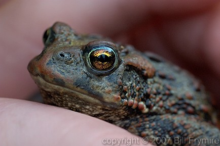 hand holding toad