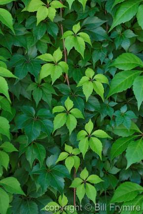 Virgina Creeper, (Parthenocissus quinquefolia), Kamloops, British Columbia, Canada.