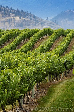 Grape vinyard near Osoyous BC Canada Osoyous Lake.