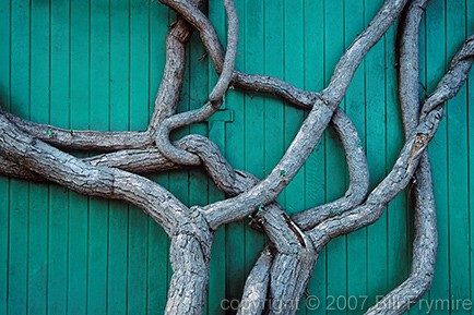 Tree with Intertwined limbs - copyright 2005 Bill Frymire