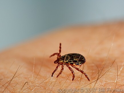 American dog tick on human skin