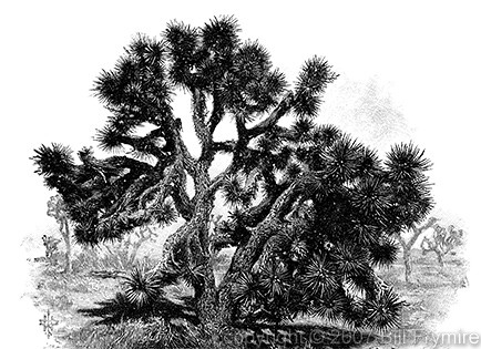 Yucca Palm Tree