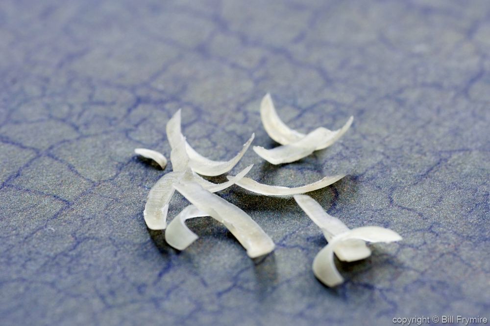 finger nail clippings