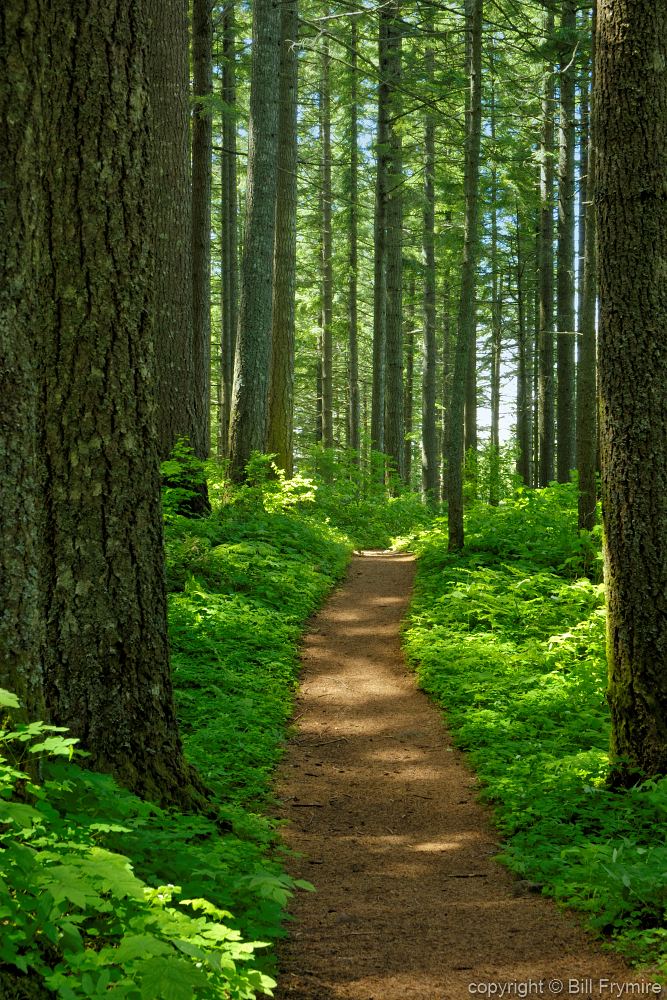 Forest Path