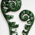 Karl Blossfeldt male fern fiddleheads