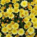 yellow chrysanthemums