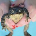 hands holding toad