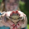 smiling girl holding toad