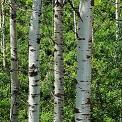 aspen trees british columbia