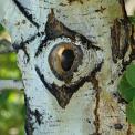 Aspen tree with an eye that appears in the bark