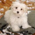 Malti-poo puppy behaving badly